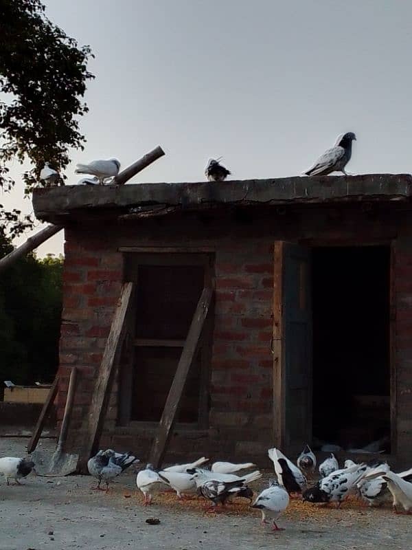 GHR K NASLI KABOTER HE ALL FOR SALE 0333 8651457 call or whtsp dono he 3