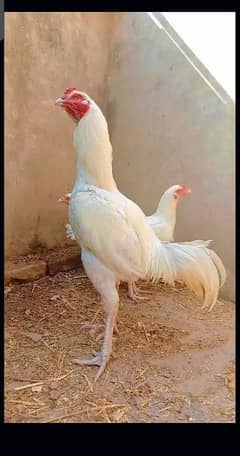 Heera