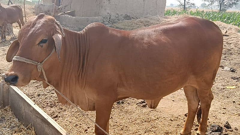 بچھڑی 1