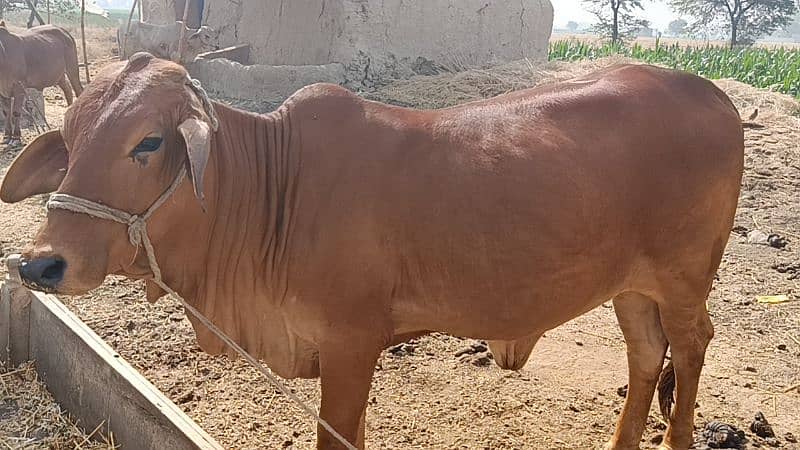 بچھڑی 2