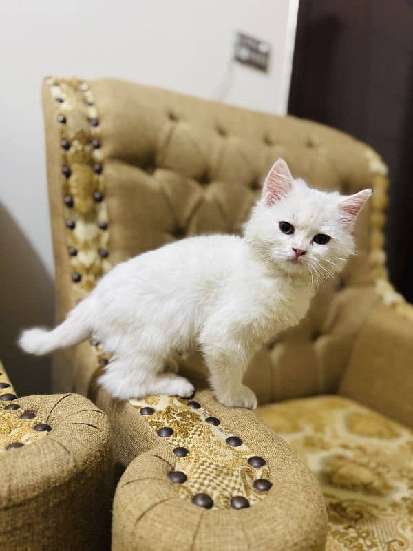 triple coat Persian  kitten urgent sale 0
