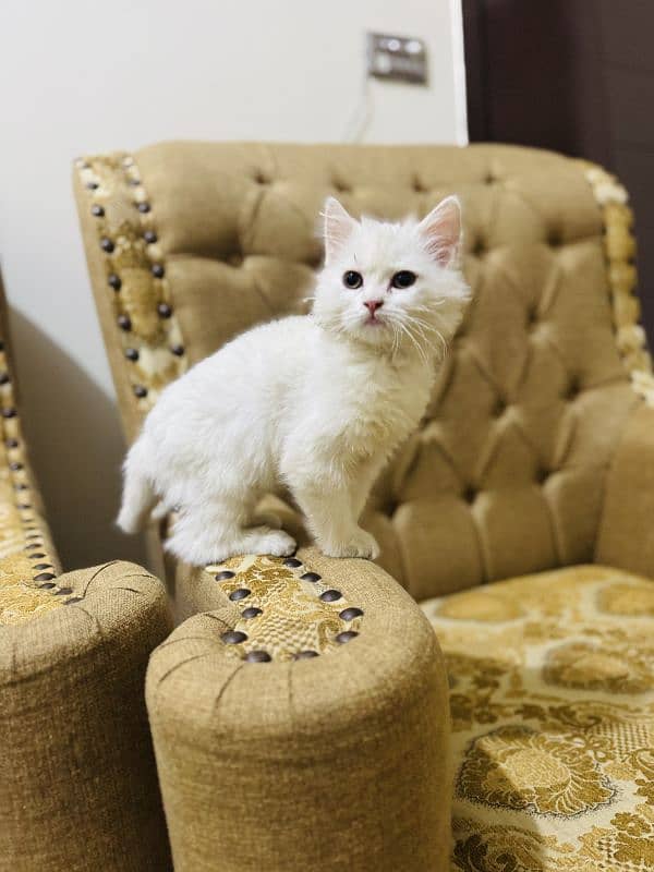 triple coat Persian  kitten urgent sale 1