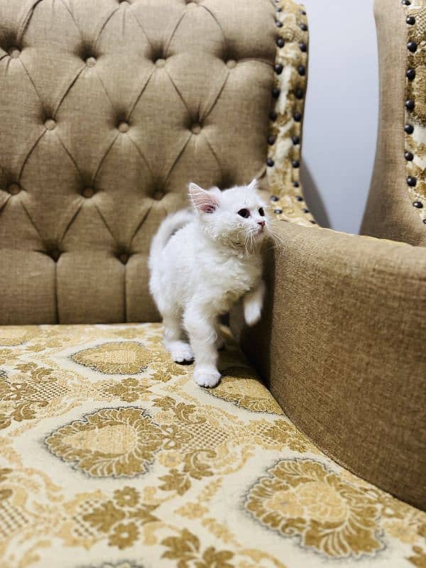 triple coat Persian  kitten urgent sale 3