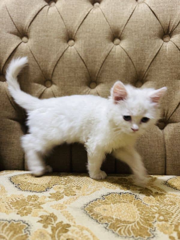 triple coat Persian  kitten urgent sale 4