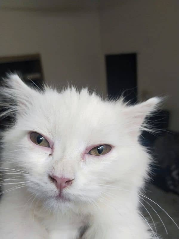 triple coat Persian  kitten urgent sale 5