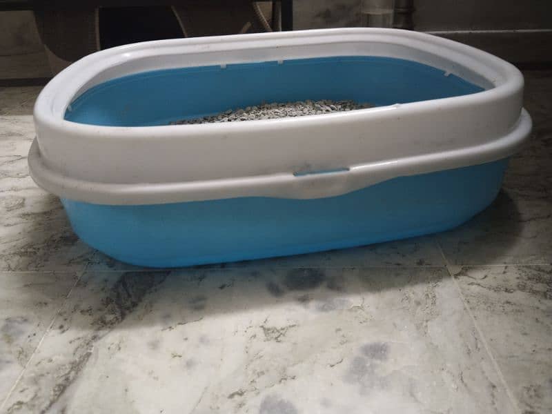 triple coat Persian  kitten urgent sale 11