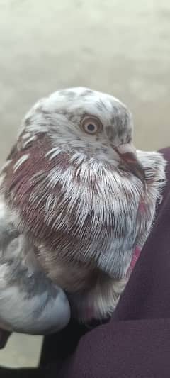 pigeon