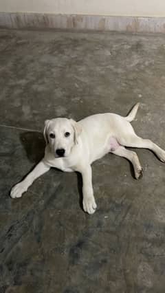 Labrador