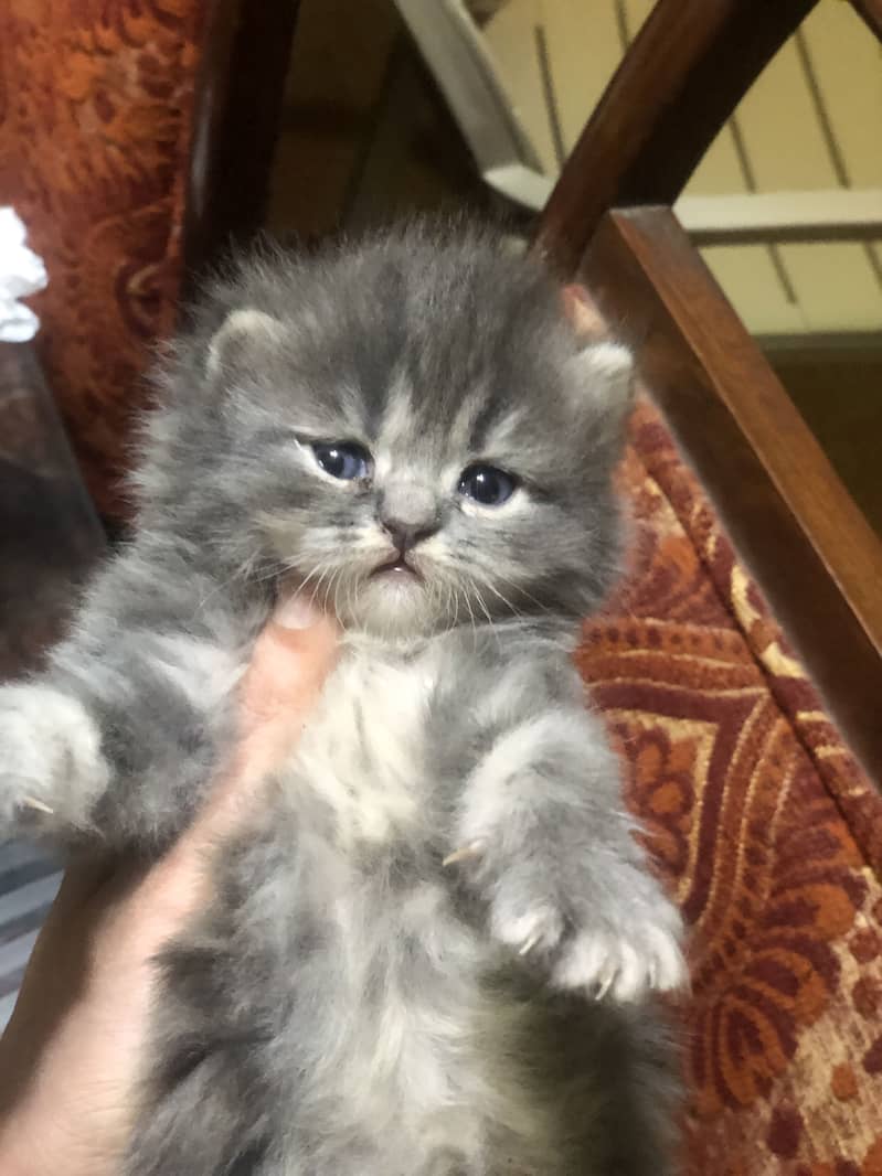 Kitten|rare colours |more tripple coat |fluffy|punch face 5