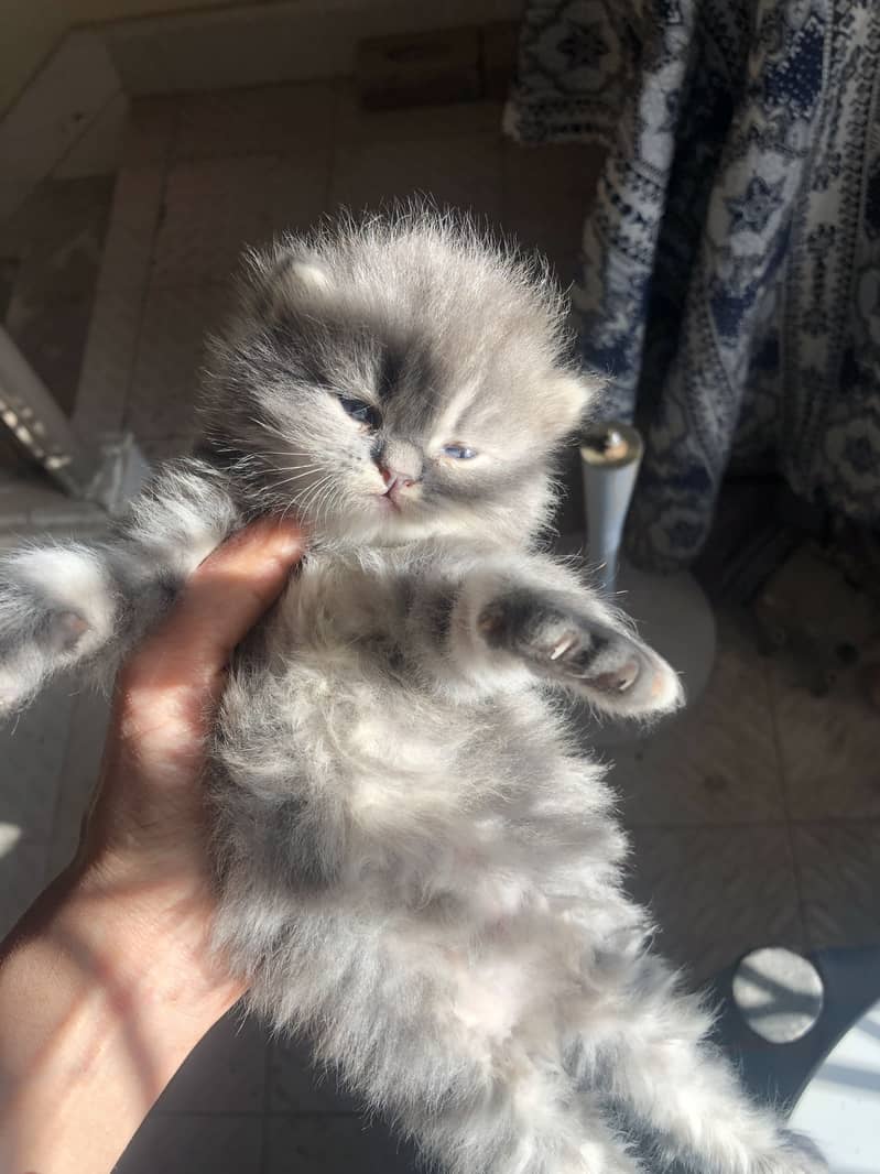 Kitten|rare colours |more tripple coat |fluffy|punch face 6