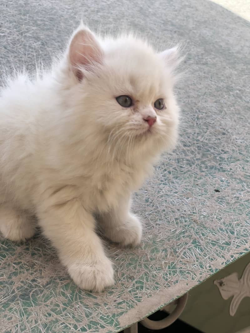 Kitten|rare colours |more tripple coat |fluffy|punch face 1