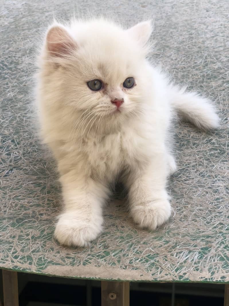Kitten|rare colours |more tripple coat |fluffy|punch face 7