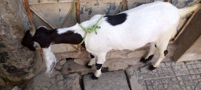 Bakra 2 Dant Khassi 0