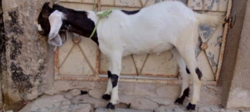 Bakra 2 Dant Khassi 1