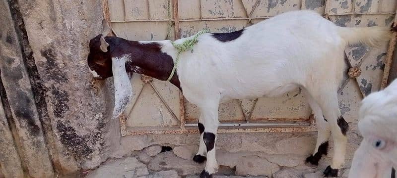 Bakra 2 Dant Khassi 2