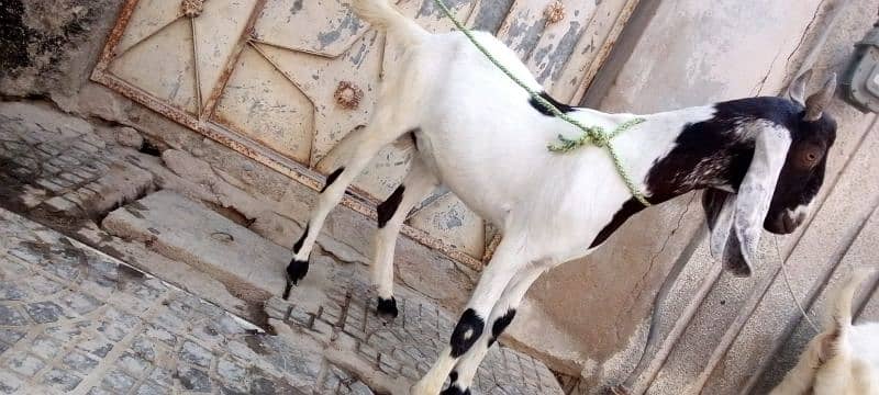 Bakra 2 Dant Khassi 3