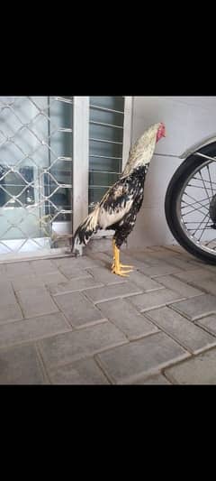 Aseel Murga /Hen /breader