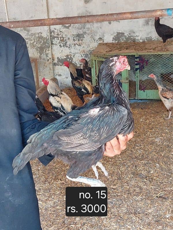 aseel roosters and hens available 0