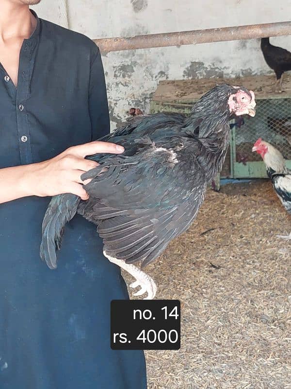 aseel roosters and hens available 1