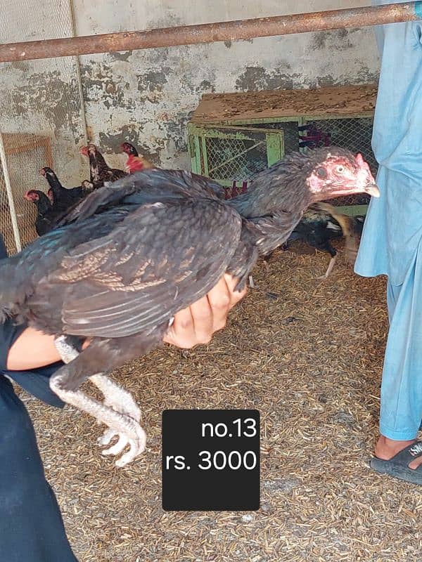 aseel roosters and hens available 2