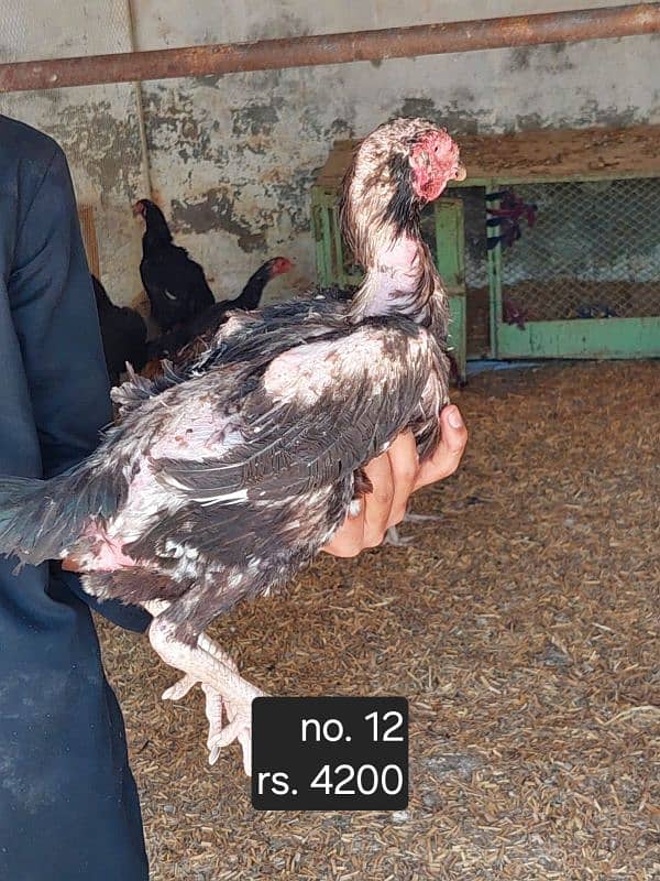 aseel roosters and hens available 3
