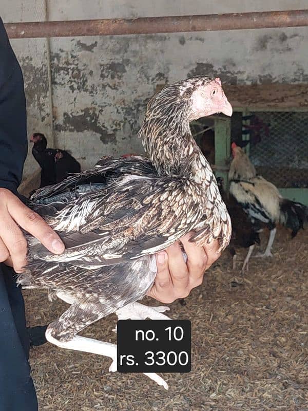 aseel roosters and hens available 5