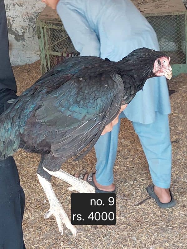 aseel roosters and hens available 6