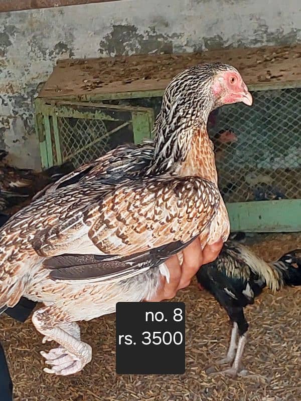 aseel roosters and hens available 7