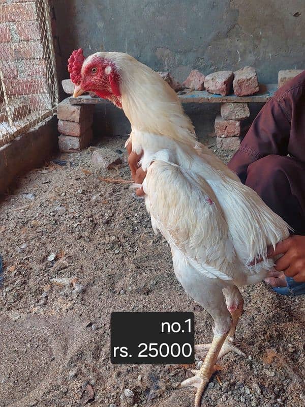 aseel roosters and hens available 8