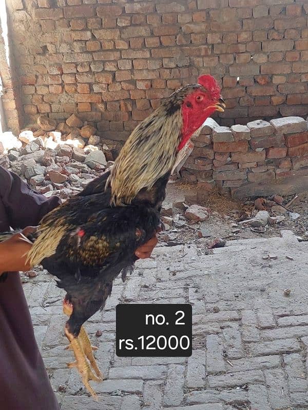 aseel roosters and hens available 9