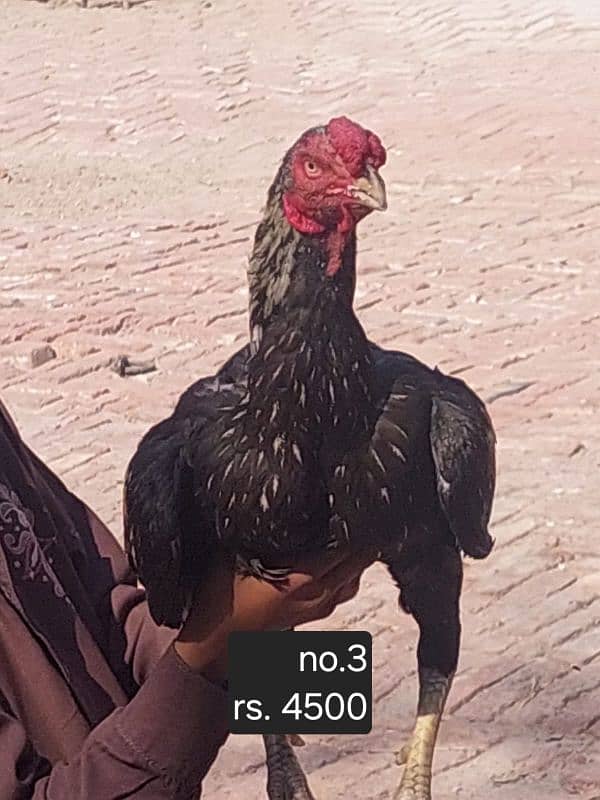 aseel roosters and hens available 10