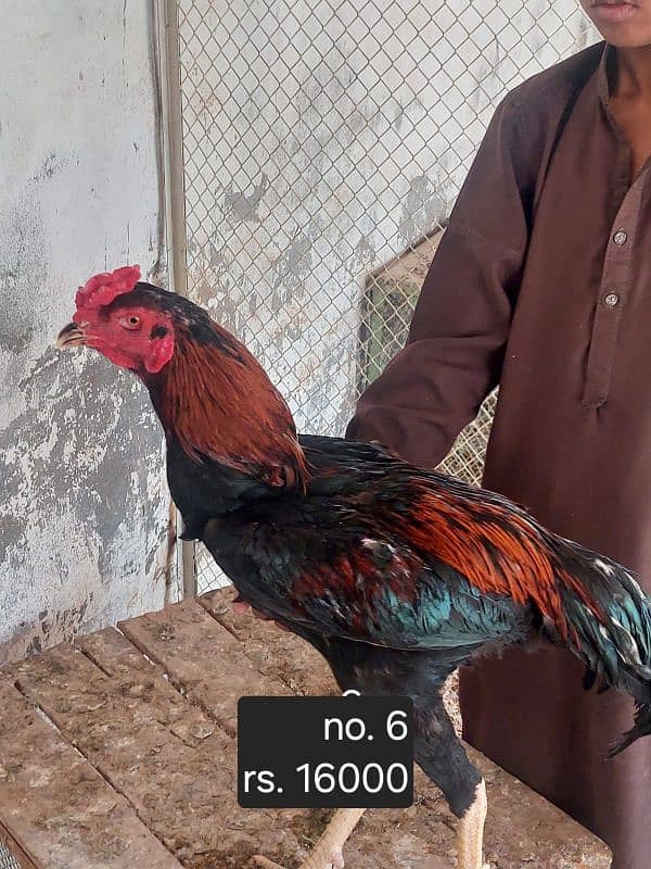 aseel roosters and hens available 11