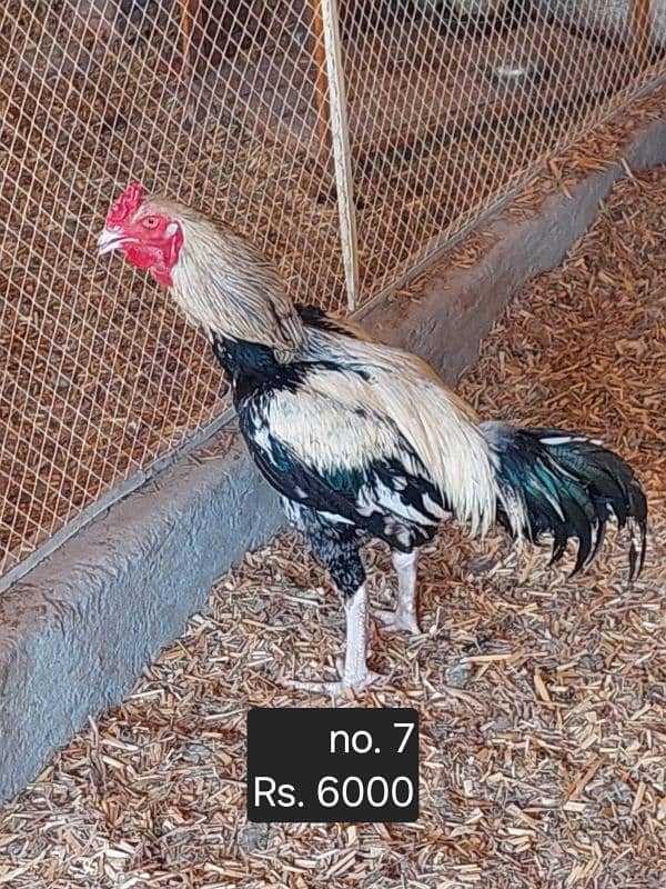 aseel roosters and hens available 12