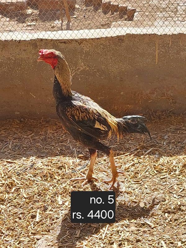 aseel roosters and hens available 13
