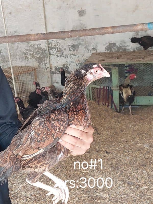aseel roosters and hens available 14
