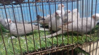 ready to breed pair