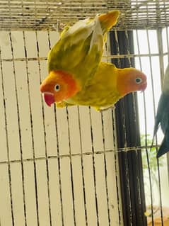 loves birds 10 Months Age