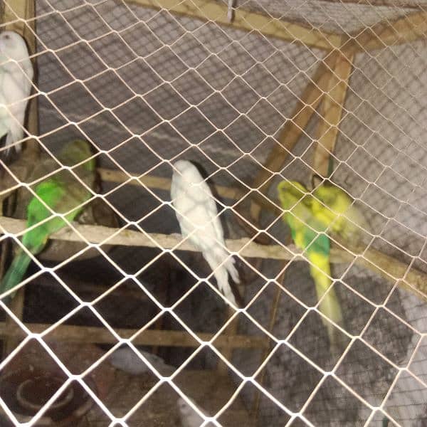 7 Parrots black+red eyes parrots fot sale 0