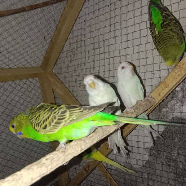 7 Parrots black+red eyes parrots fot sale 1