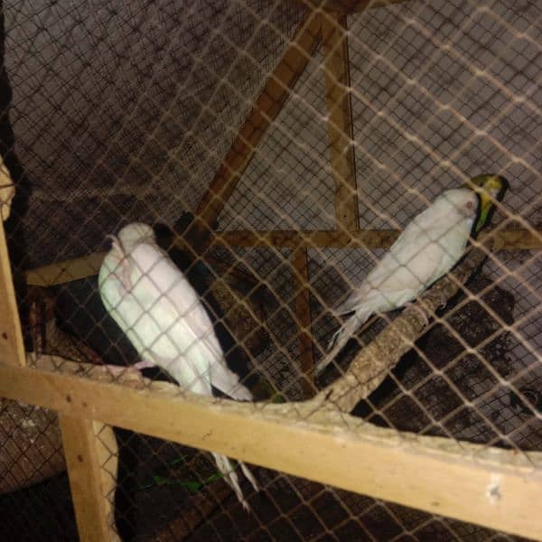 7 Parrots black+red eyes parrots fot sale 2