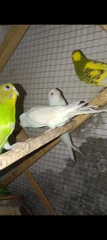 7 Parrots black+red eyes parrots fot sale 3