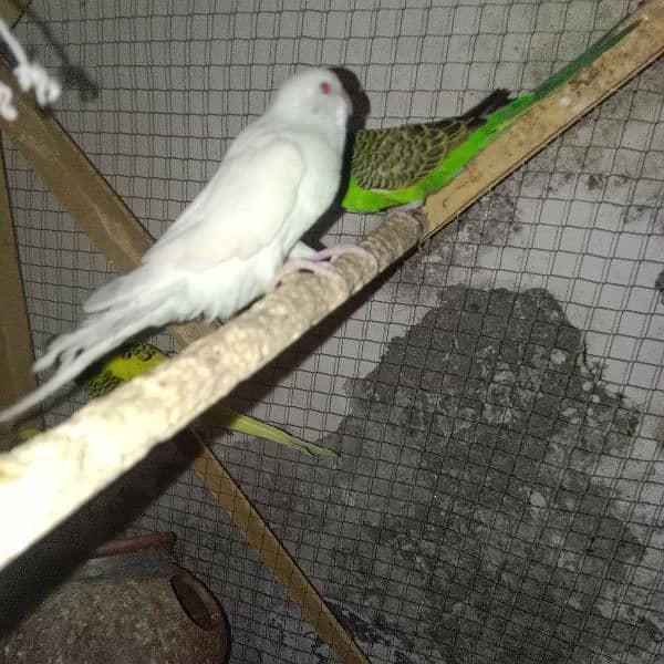 7 Parrots black+red eyes parrots fot sale 4