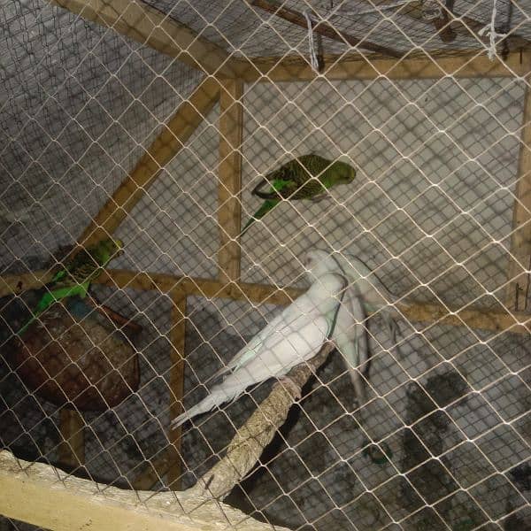 7 Parrots black+red eyes parrots fot sale 6