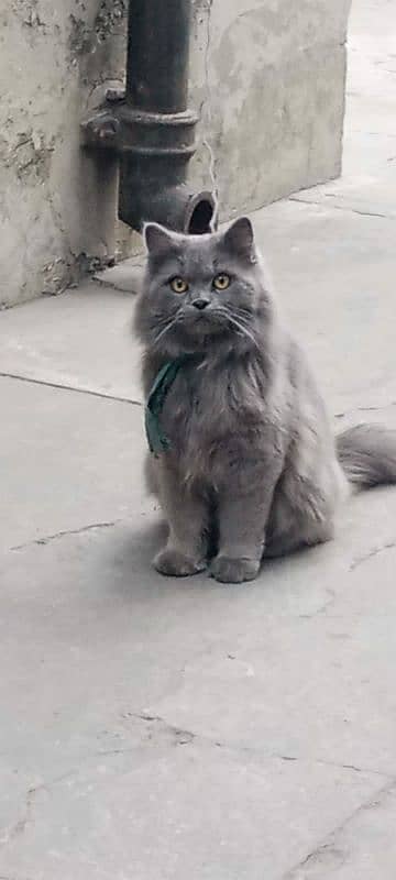 Pure Persian gray cat 0
