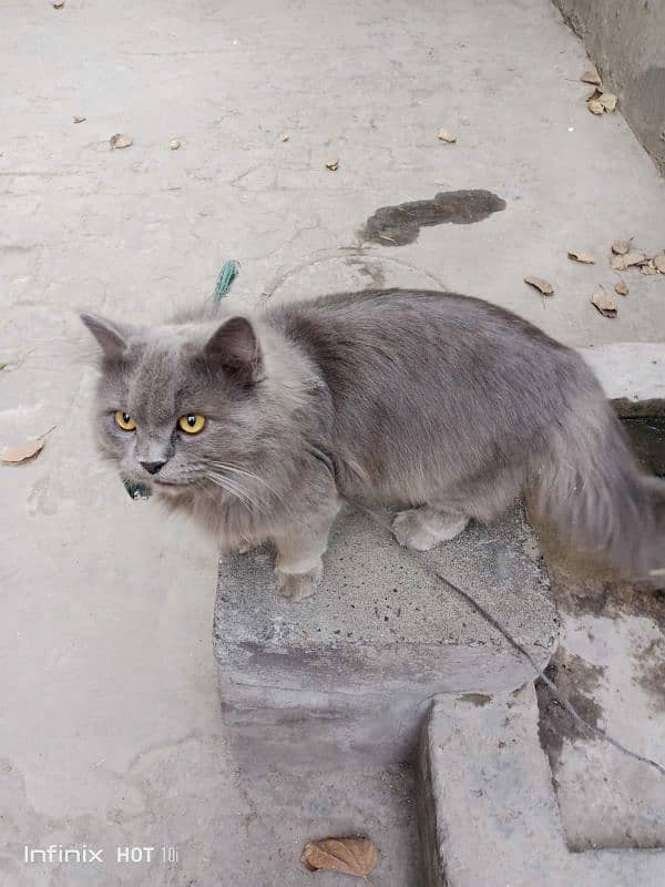 Pure Persian gray cat 1