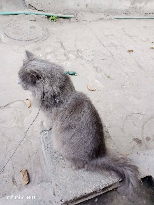 Pure Persian gray cat 2