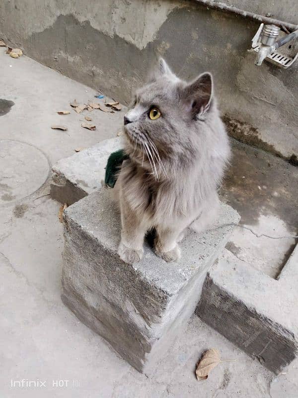Pure Persian gray cat 3