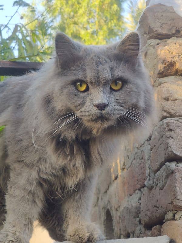 Pure Persian gray cat 4