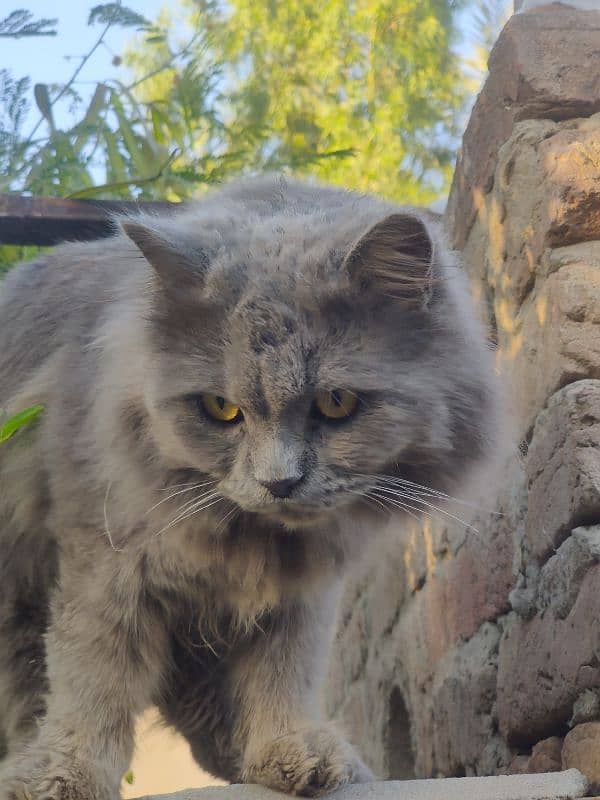 Pure Persian gray cat 5