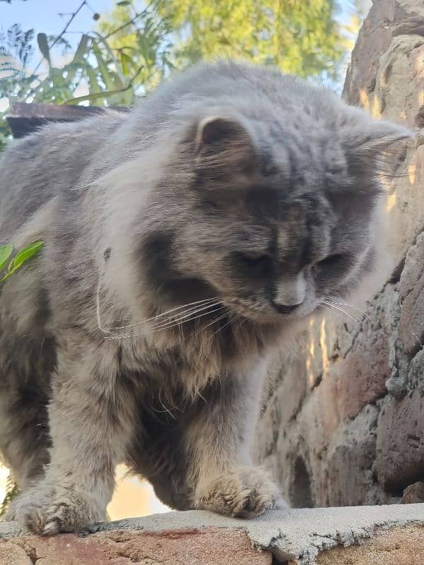 Pure Persian gray cat 6